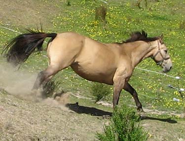 Equine training and rehabilitation