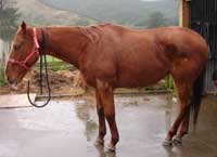 Horse welfare
