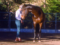 Horse psychology and behavior: equine educational courses by Herdword, New Zealand
