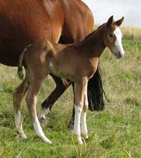 Stationbred foal by WildSide Trilby